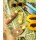 Sun Bum Original Face 50 Sunscreen Lotion 88 ml / 3 fl oz